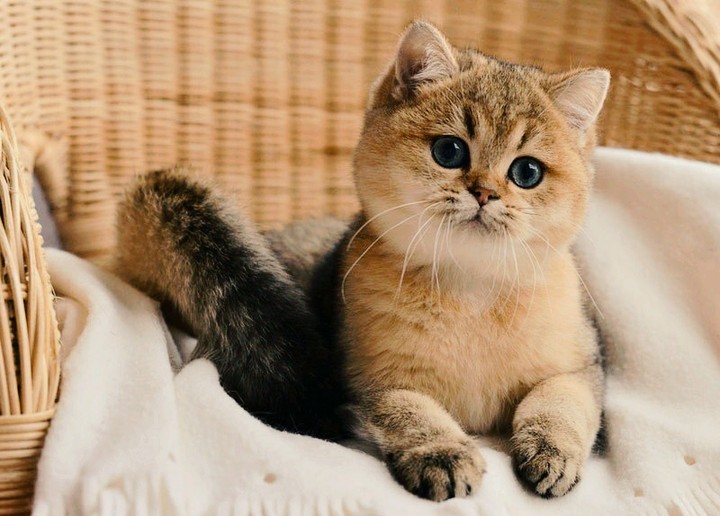 cat