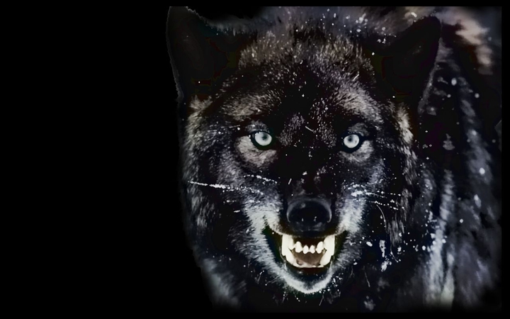 again wolf angry
