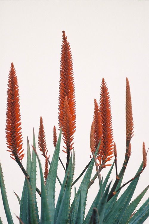 Aloe