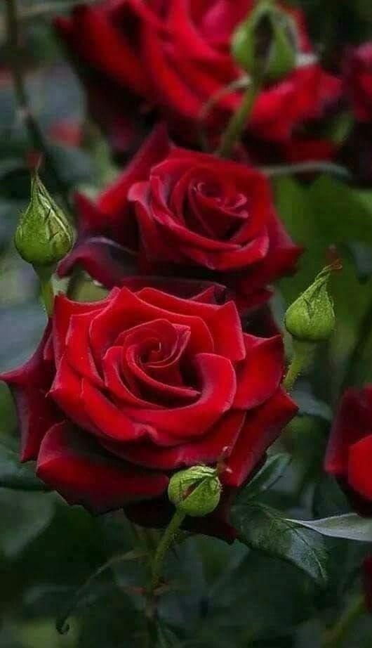 beautiful red rose