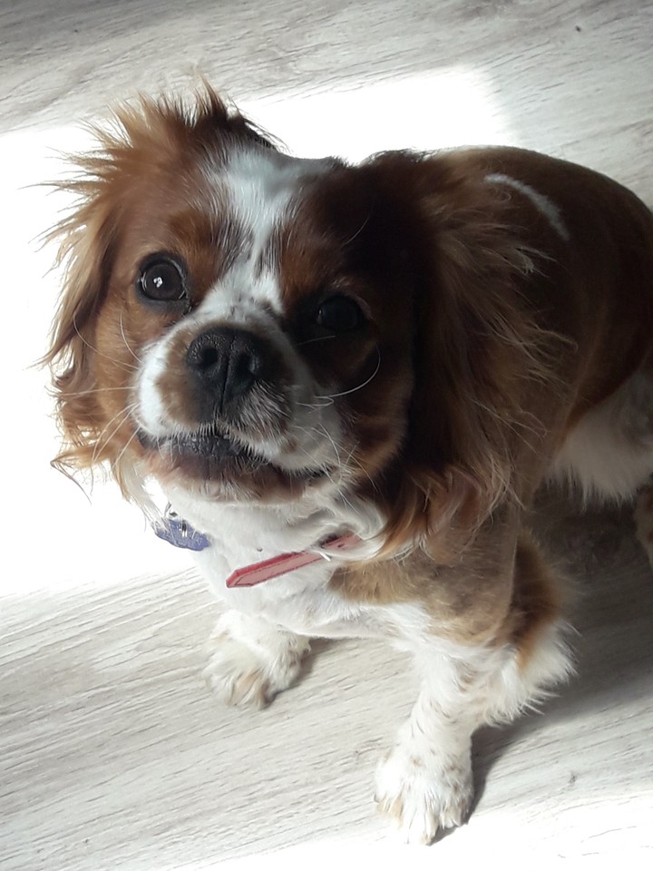 cavalier