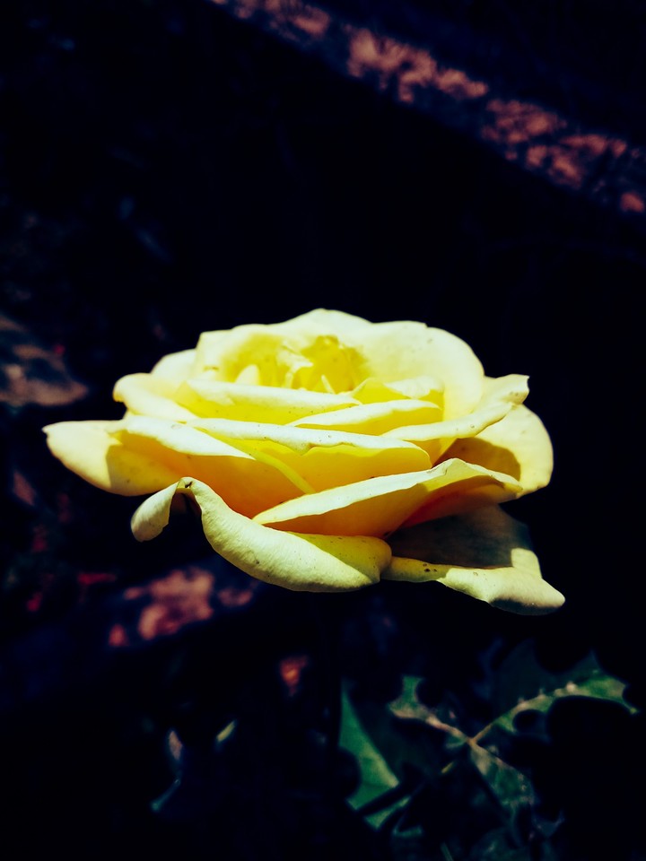 yellow rose