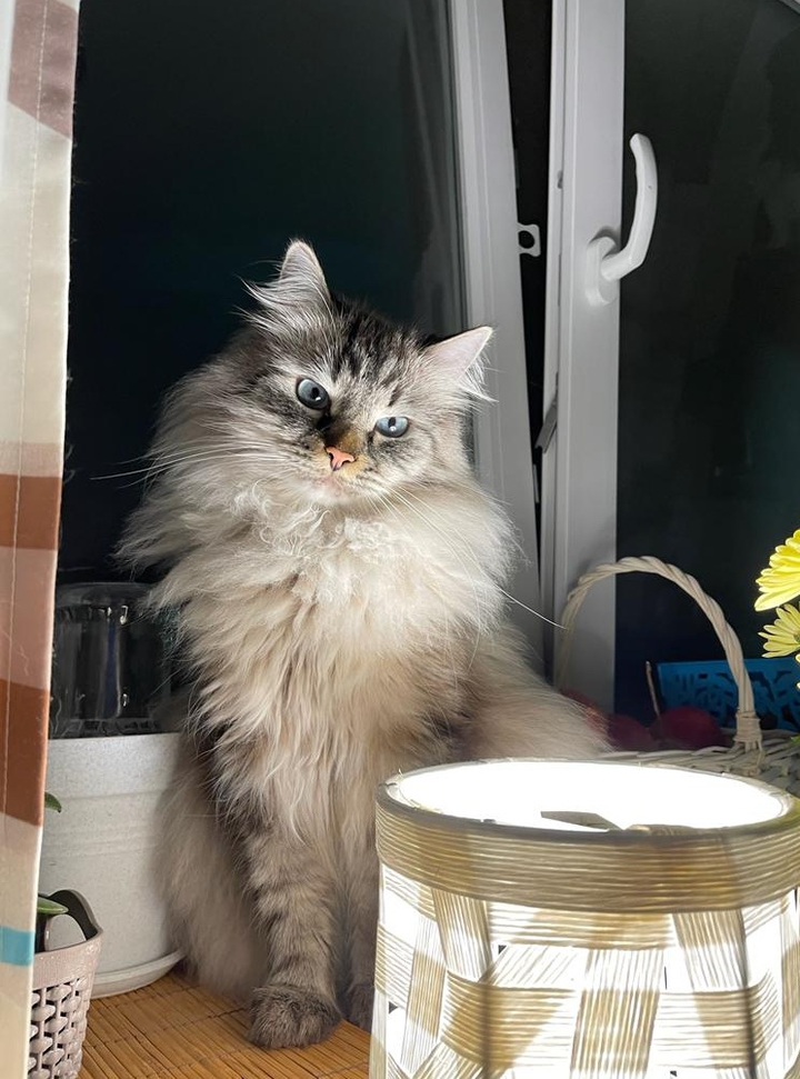 кот