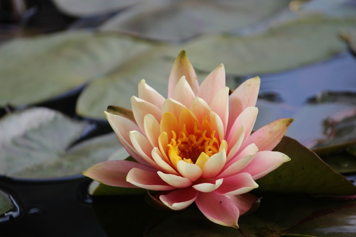 orange flowers