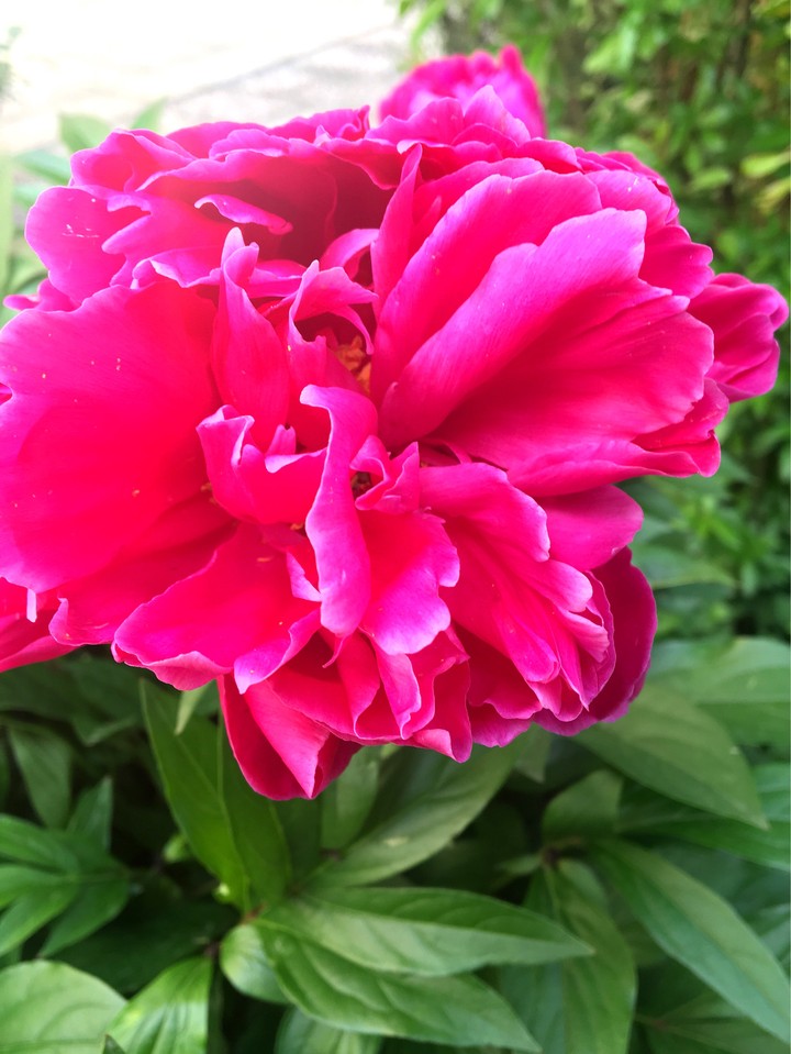 flower