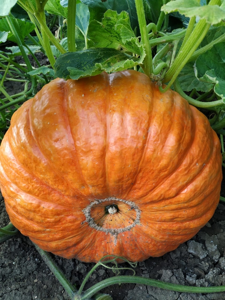 Pumpkin