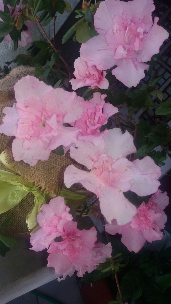 La couleur rose de douceur!!!