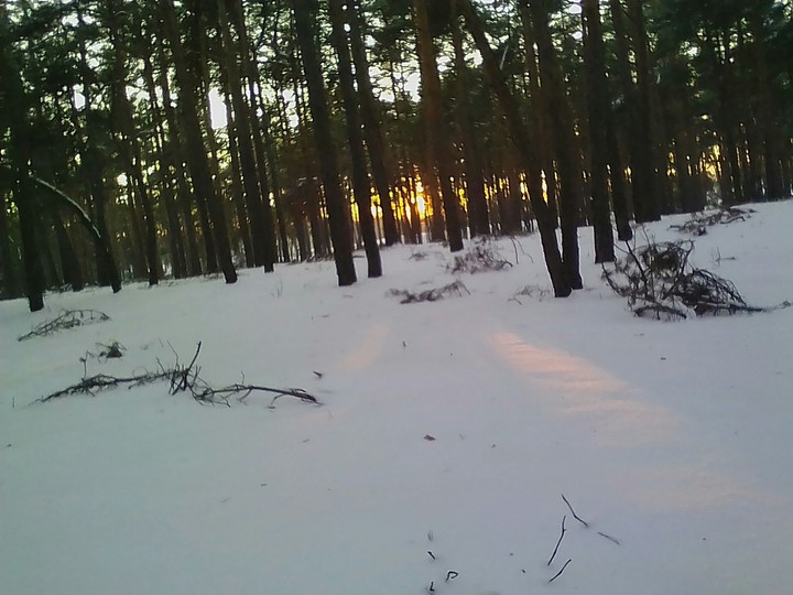 Forest and sunset
