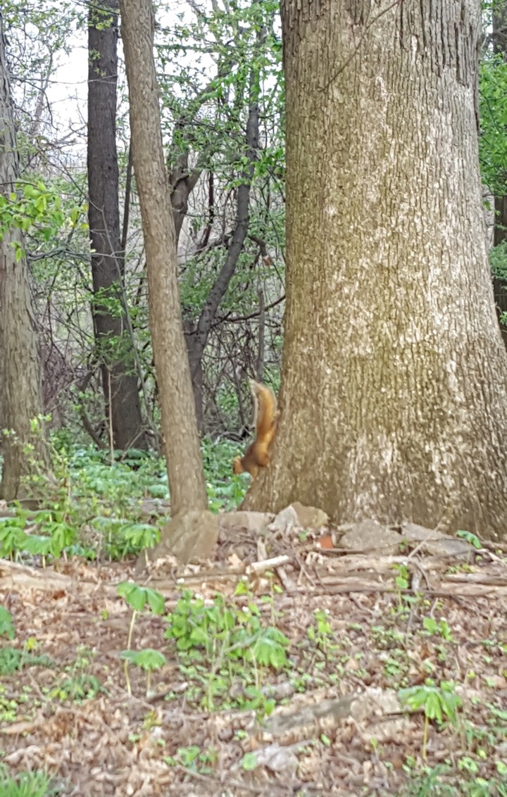 A little Squirrelly