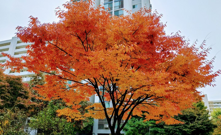 가을축제