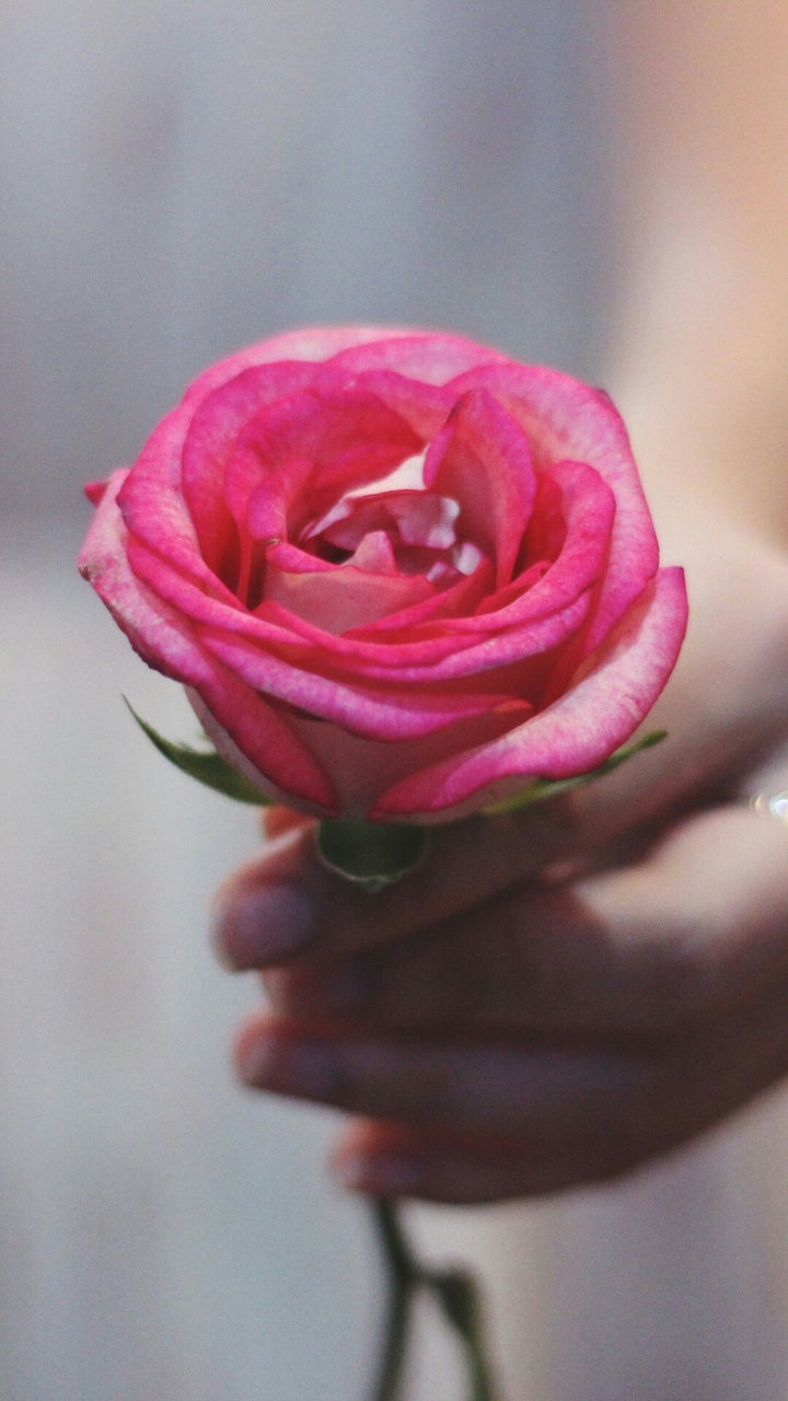 rose