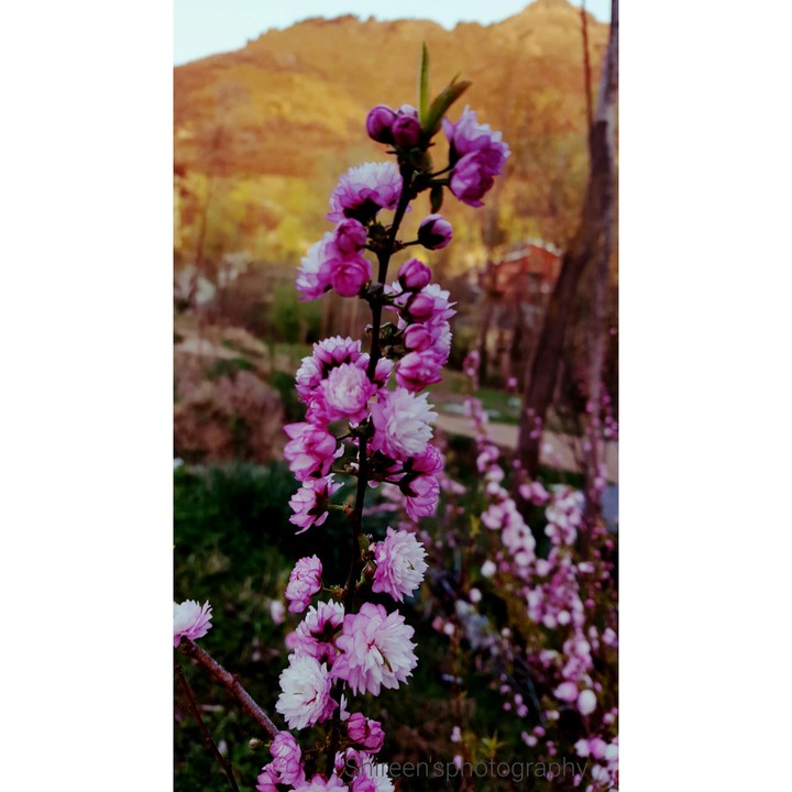 Hellospring