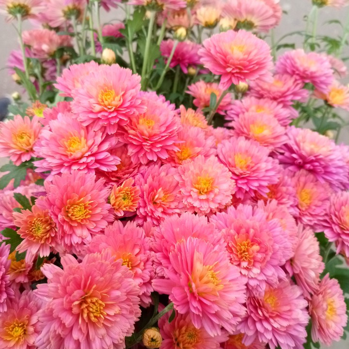 flowers