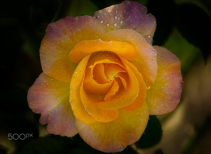 Raining Rose