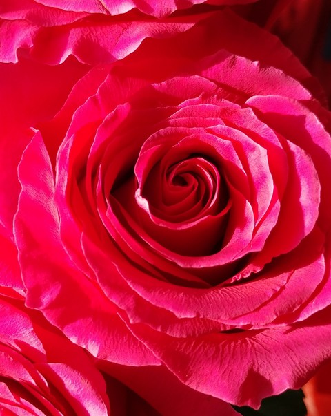 magenta, beauty वॉलपेपर