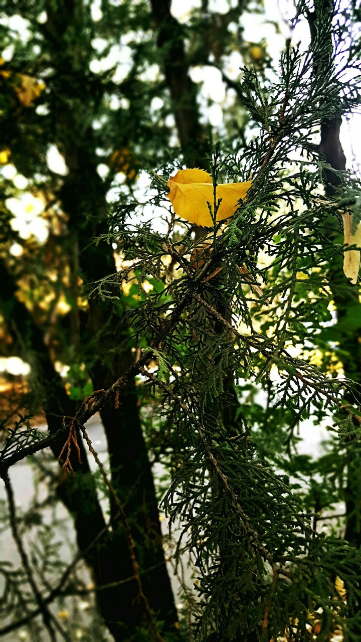 leaf
