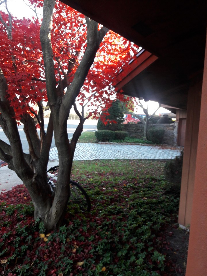 Fall photo at Dr  office