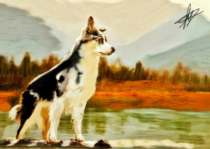 Бордер колли
