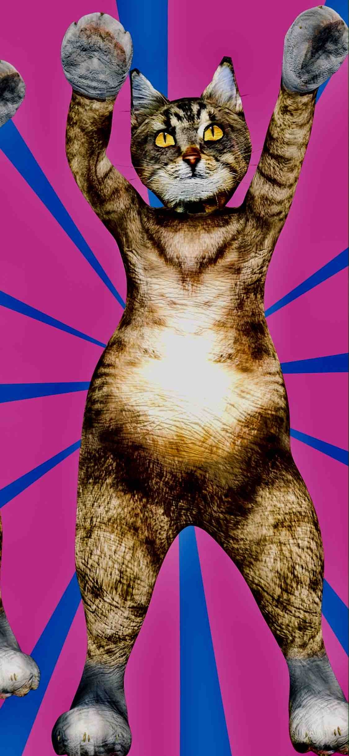 cat