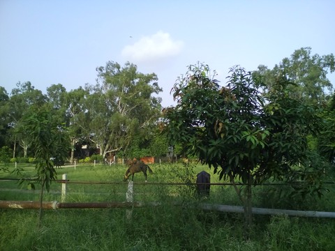 horses
