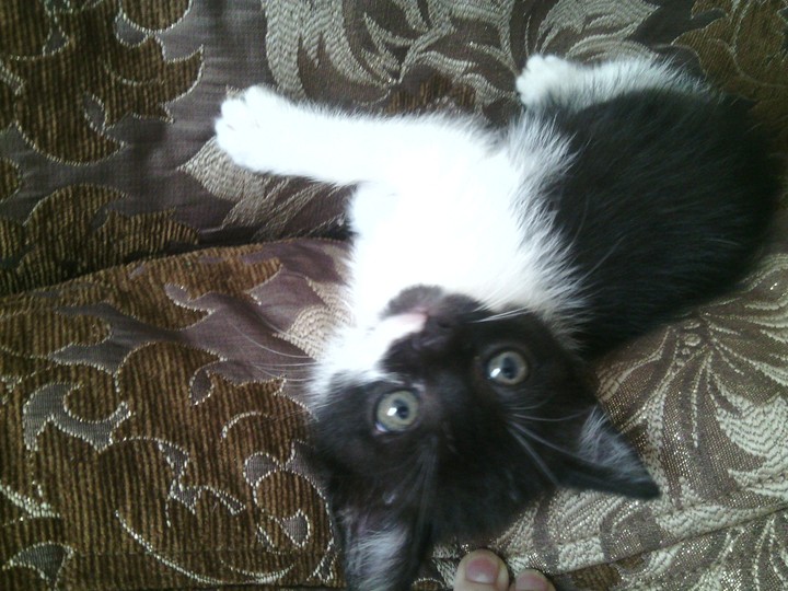 Kitty
