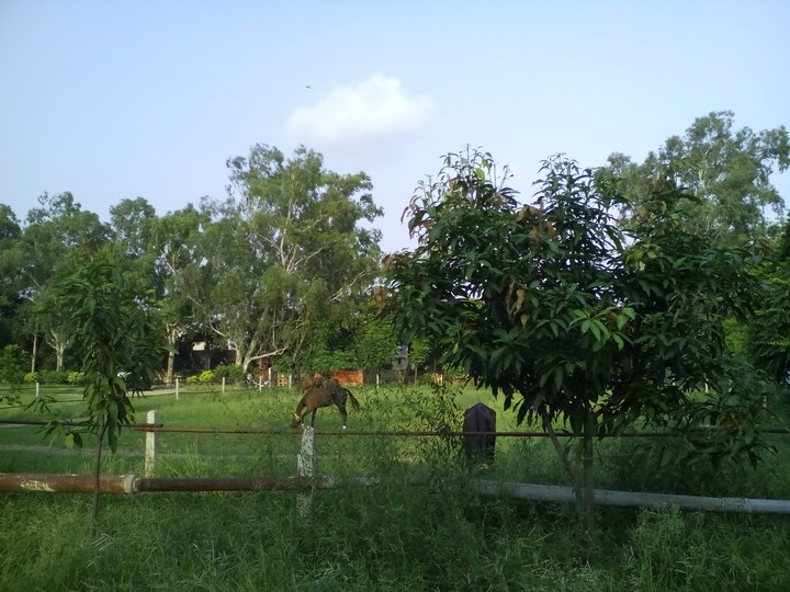 horses