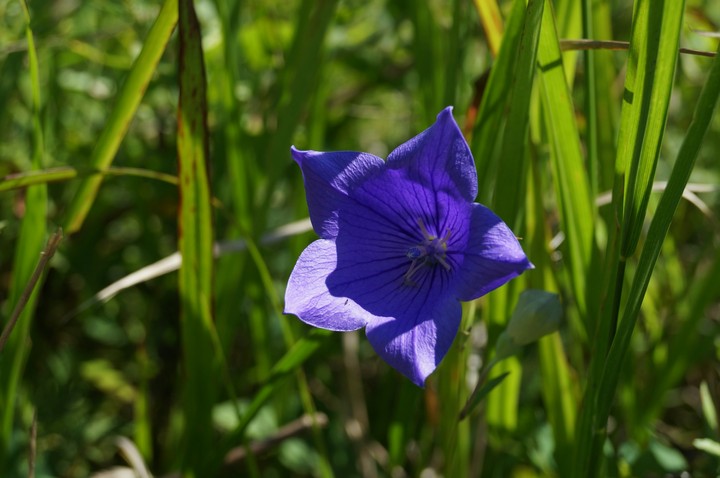 Violet summer