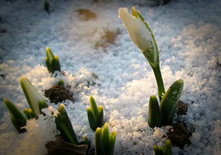 snowdrops