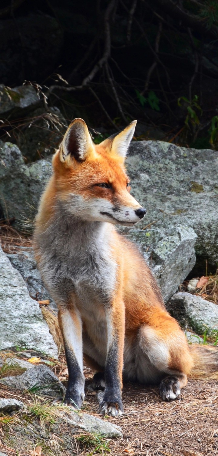 fox
