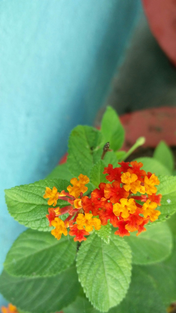 flower
