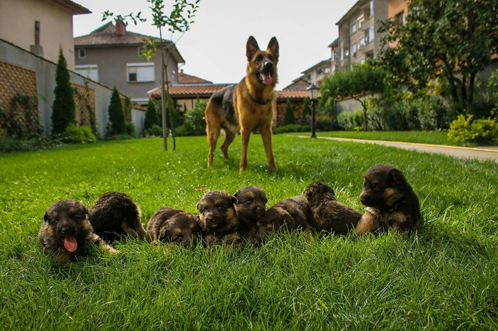 family