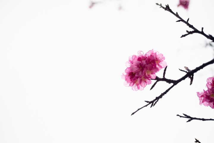 벚꽃