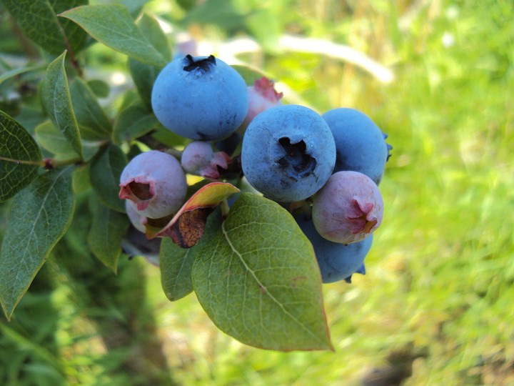Blueberries