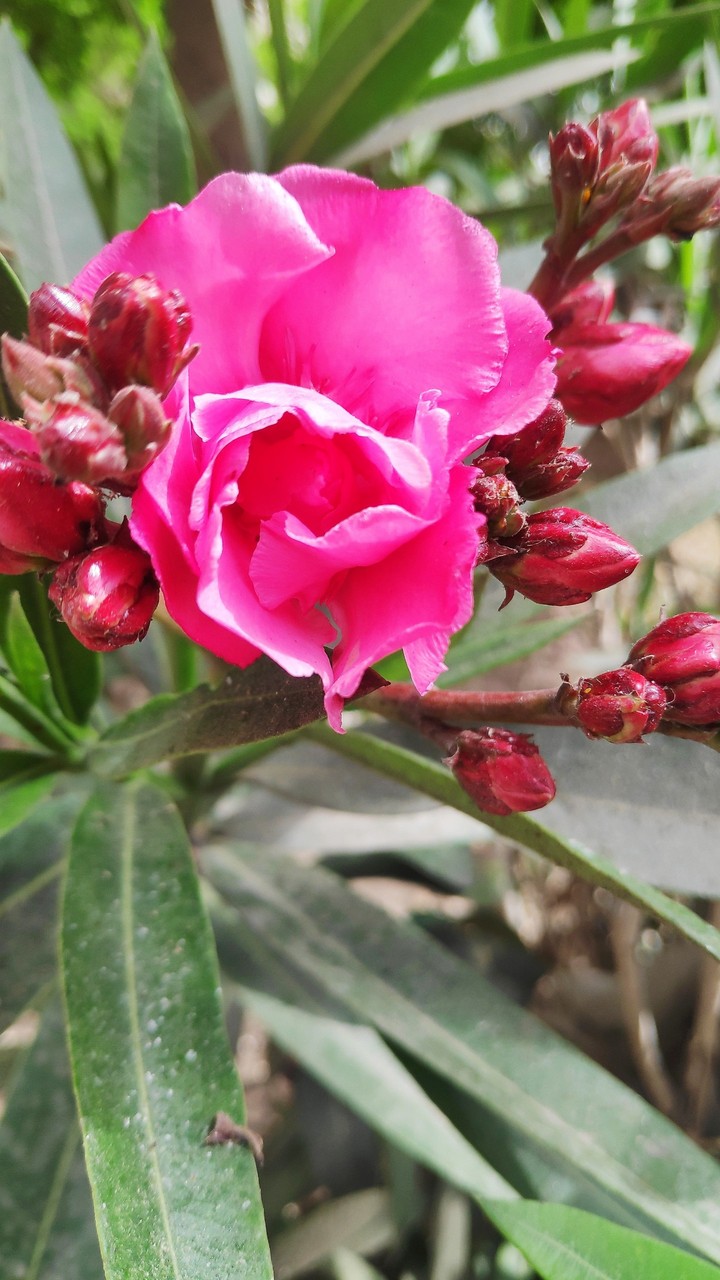 pinky