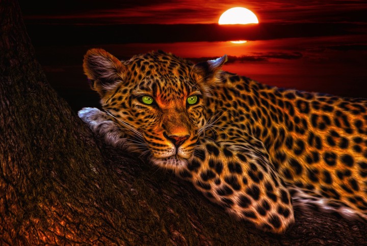 Orange Sky Beautiful Wildcat