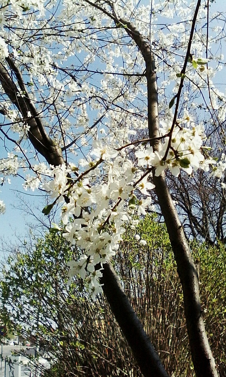 Spring