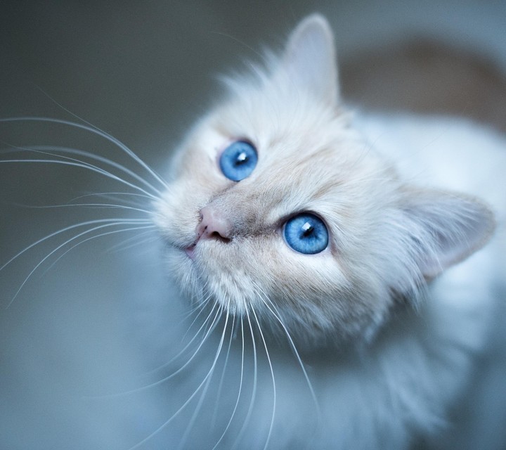 Кот