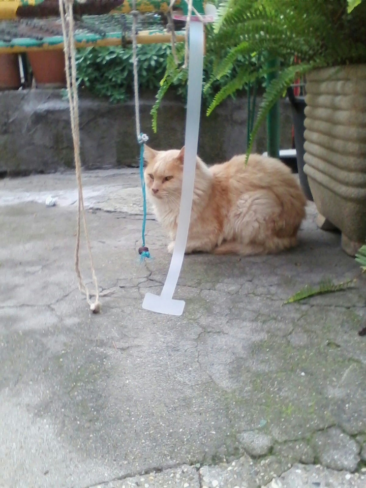 the cat