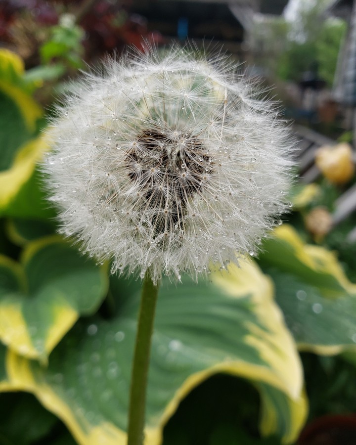 dandelion