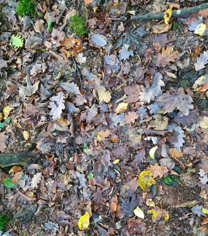 laub
