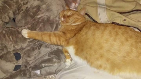 SLEEPING AFTER TURKEY