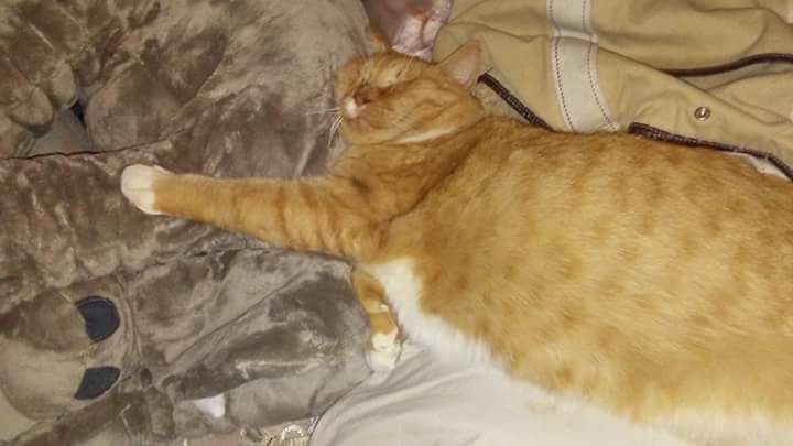 SLEEPING AFTER TURKEY