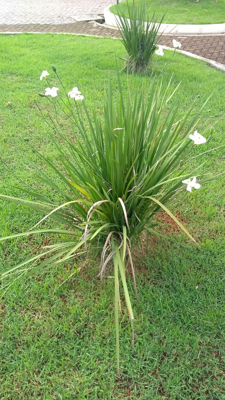 flor de praçs✨
