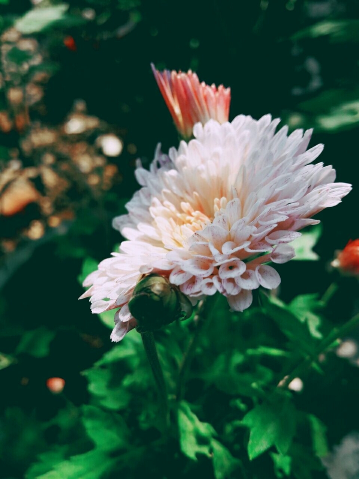 flower