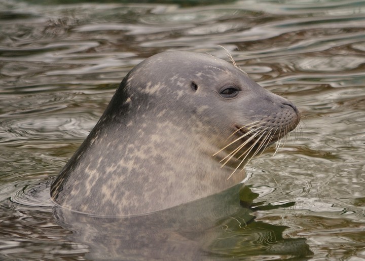 seal