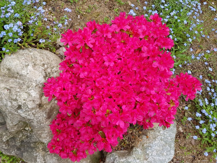 red flowers