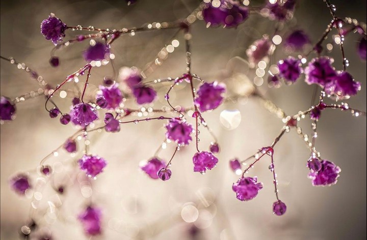 Drops