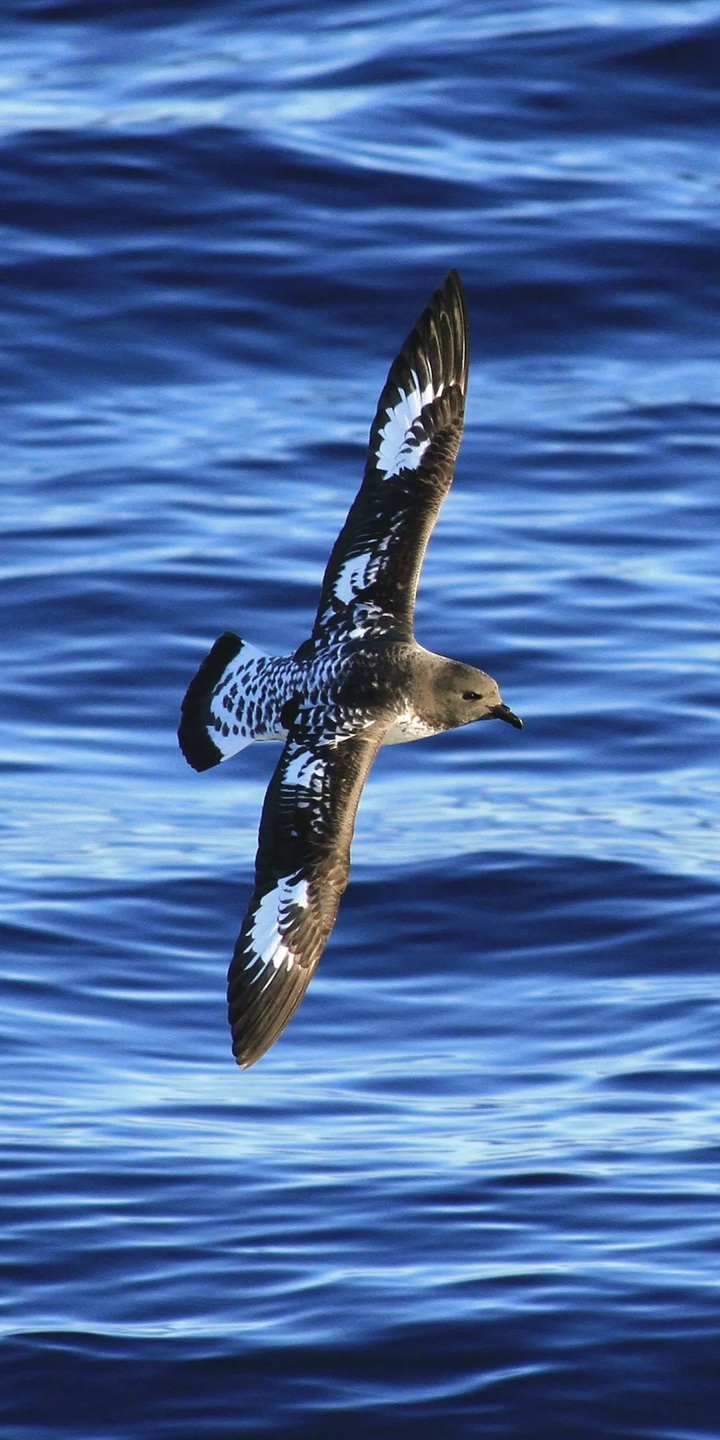 Sea Bird
