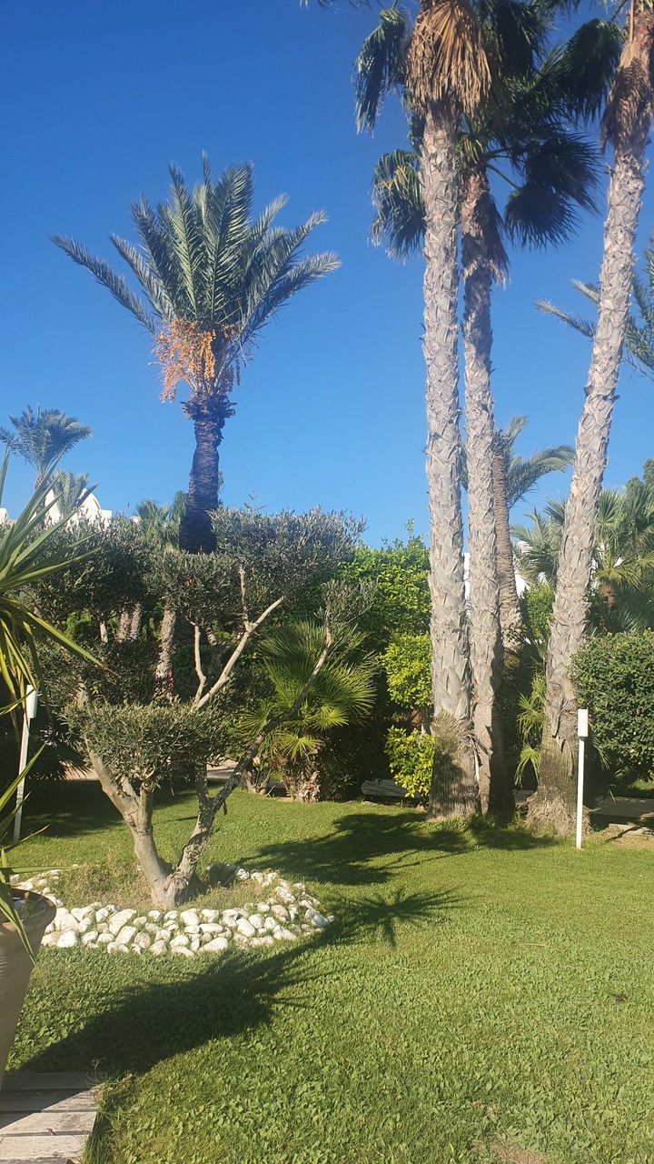 Nature palmier Tunisie