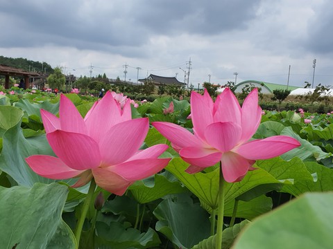 flowers
